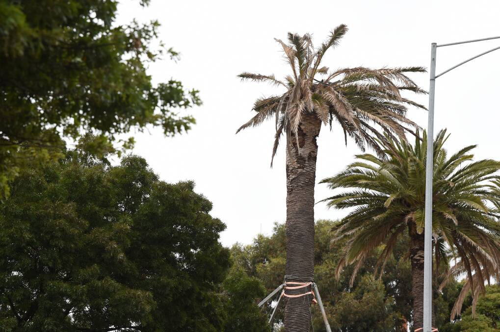 Dead palm tree staying outside Civic Hall after all