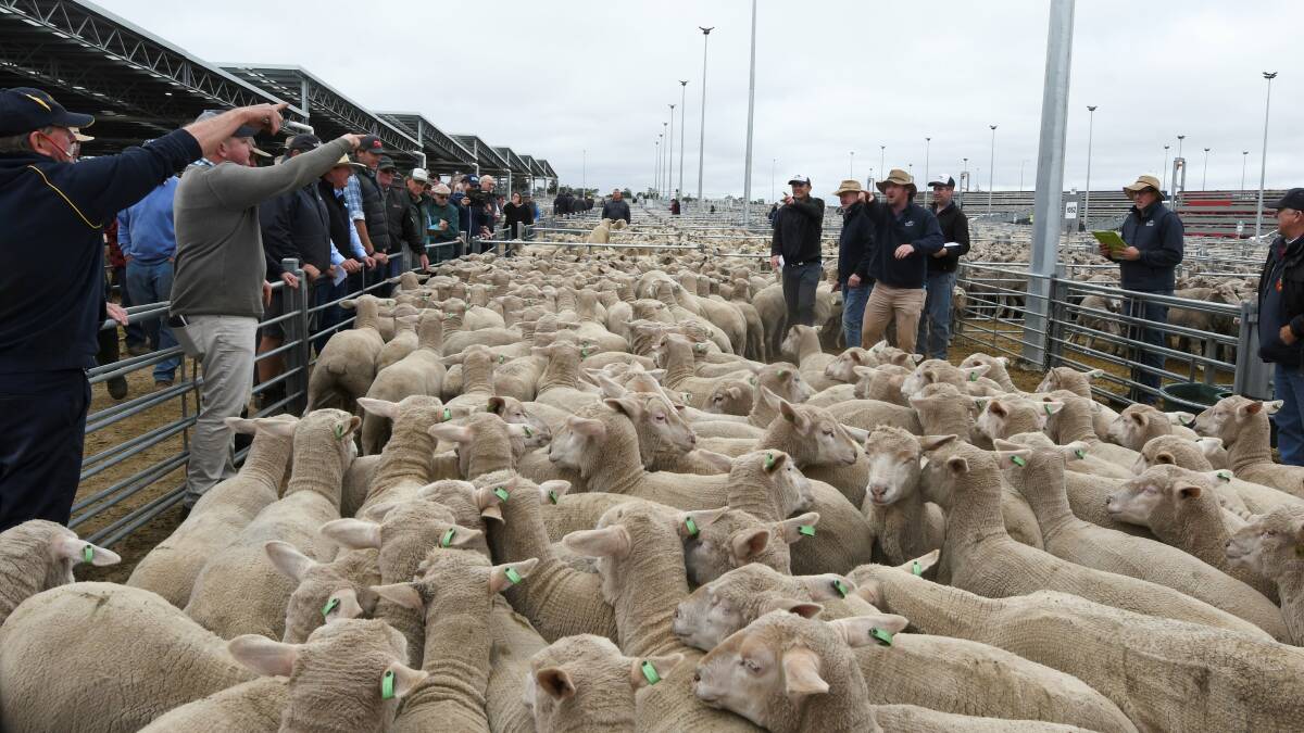 Ballarat continues as the epicentre for high sheep prices