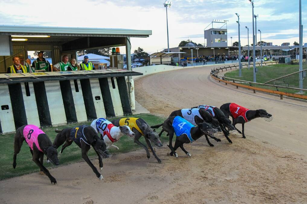 IN FORM: Pirates Patch has won three races in recent times and is out for more success at Ballarat tonight.