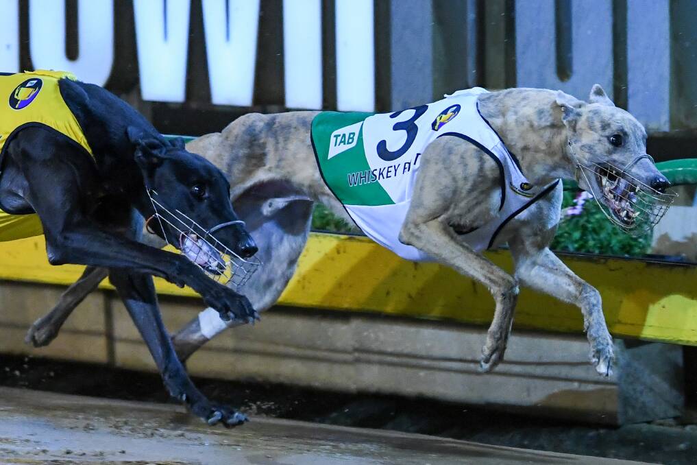 HERE HE COMES: Whiskey Riot (right) is being aimed at the Ballarat Cup, which kicks off with heats this Saturday.