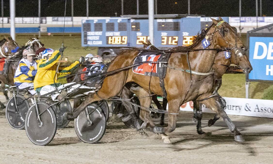 CHASING GLORY: Phoenix Prince is one of six horses from the Emma Stewart stable to be nominated for the Ballarat Pacing Cup. Picture: Stuart McCormick.