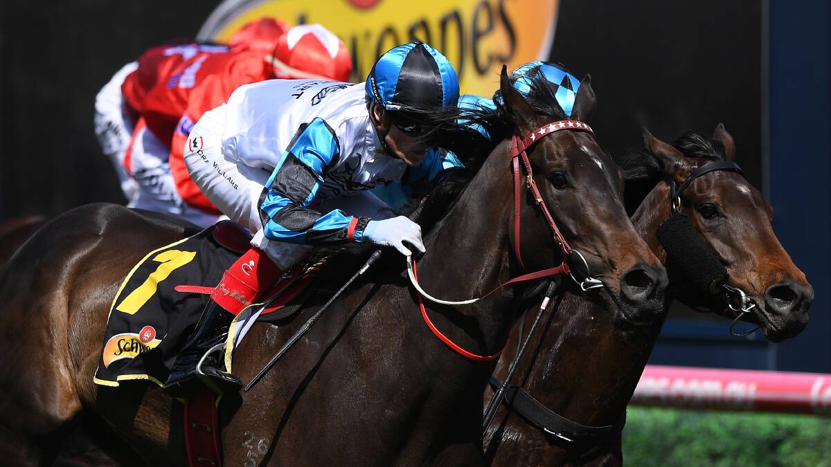 STAR GALLOPER: The early votes have come for Darren Weir's Amphitrite, which won the group 1 Thousand Guineas last year.