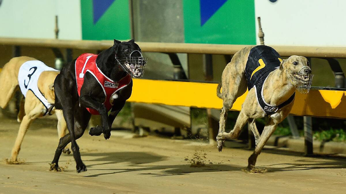 Greyhound racing gets big financial boost