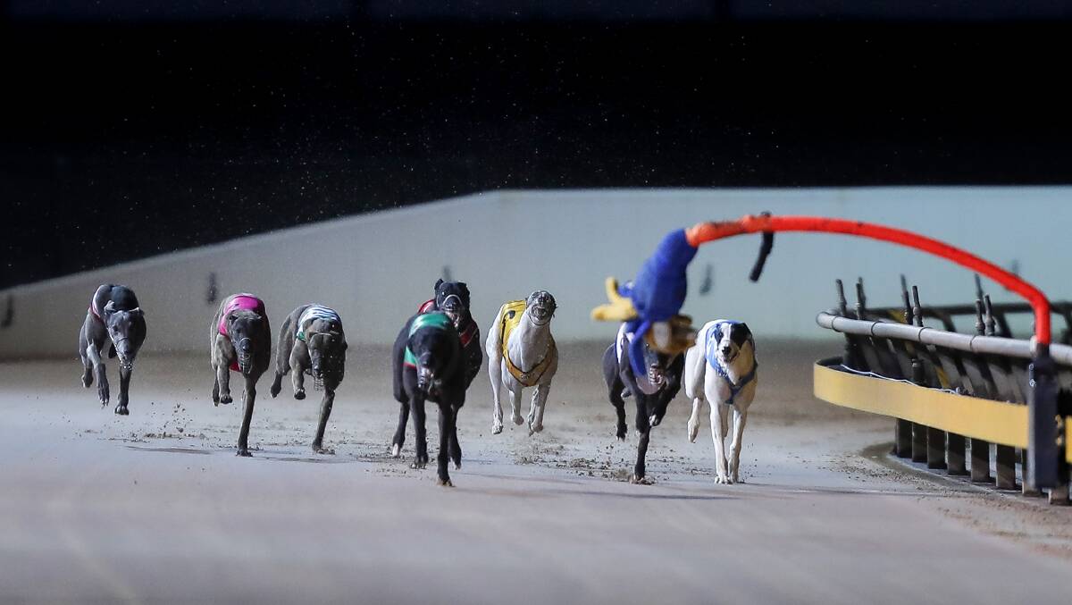 Ballarat track 'one of Australia's most lethal' says greyhound protection group