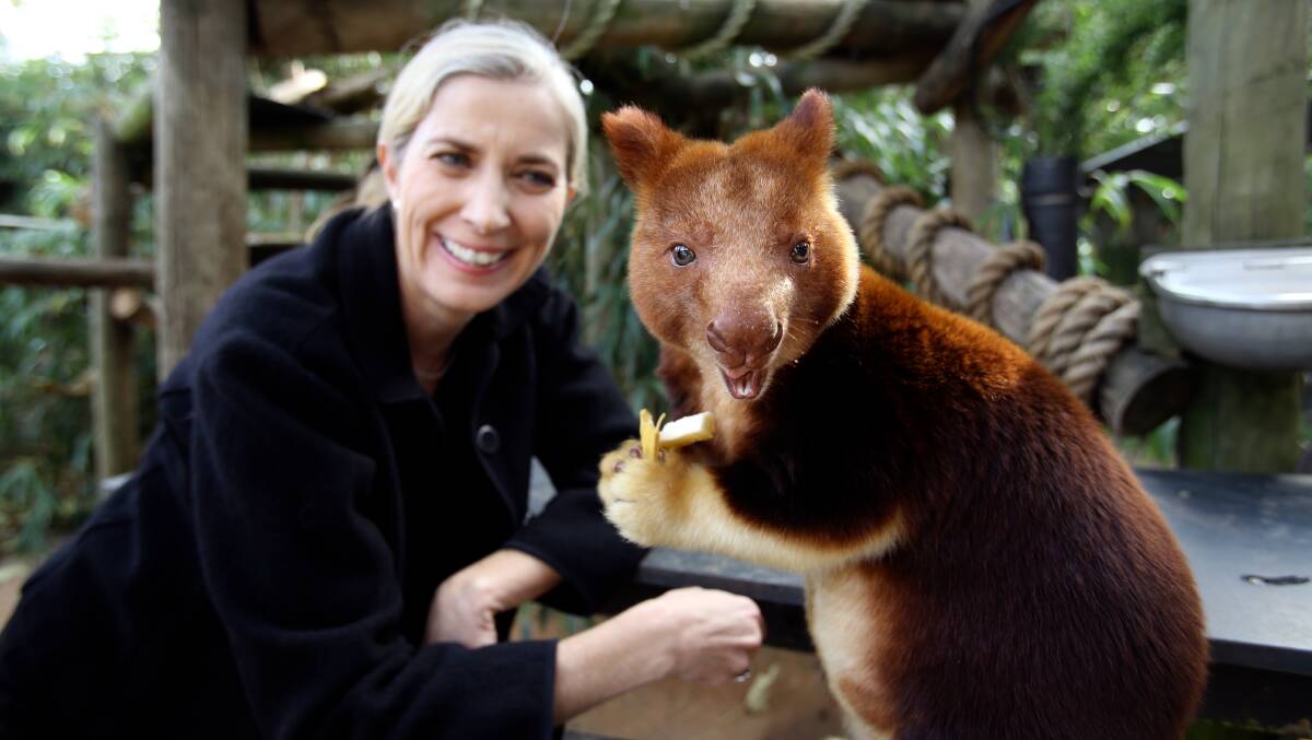 Jenny Gray with a tree kangaroo from the Melbourne Zoo. Picture: the Age