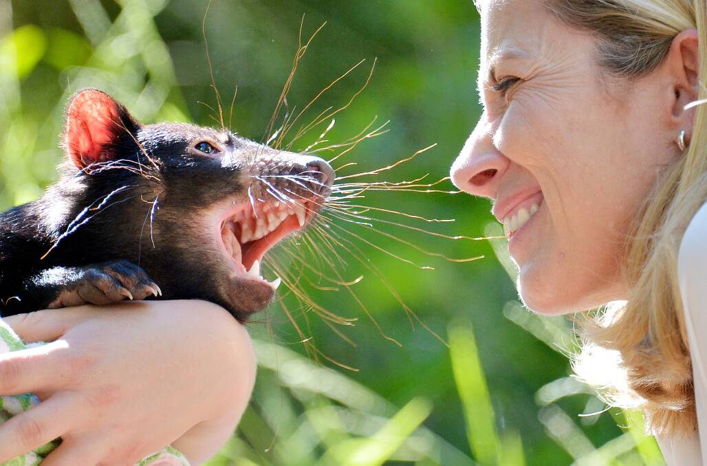 CLOSER LOOK: Zoos Victoria chief Jenny Gray, an engineer by trade, works with animals like this Tasmanian Devil at Healesville sanctuary. Picture: The Age