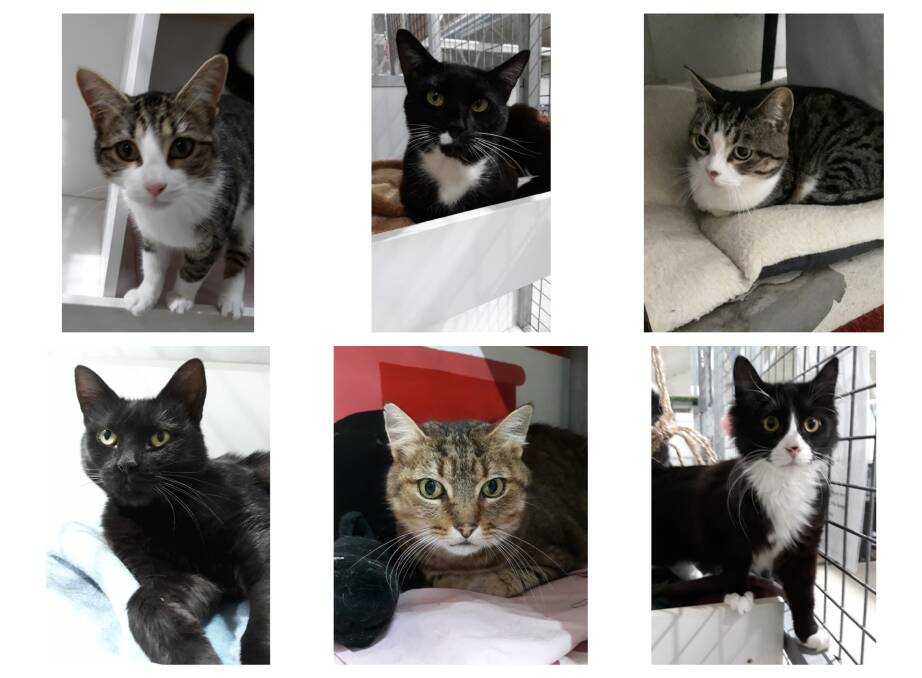 Stella, Stanley, Rose, Finnegan, Ollie and Sam are just some of the cats looking for a new home currently at the Ballarat Animal Shelter