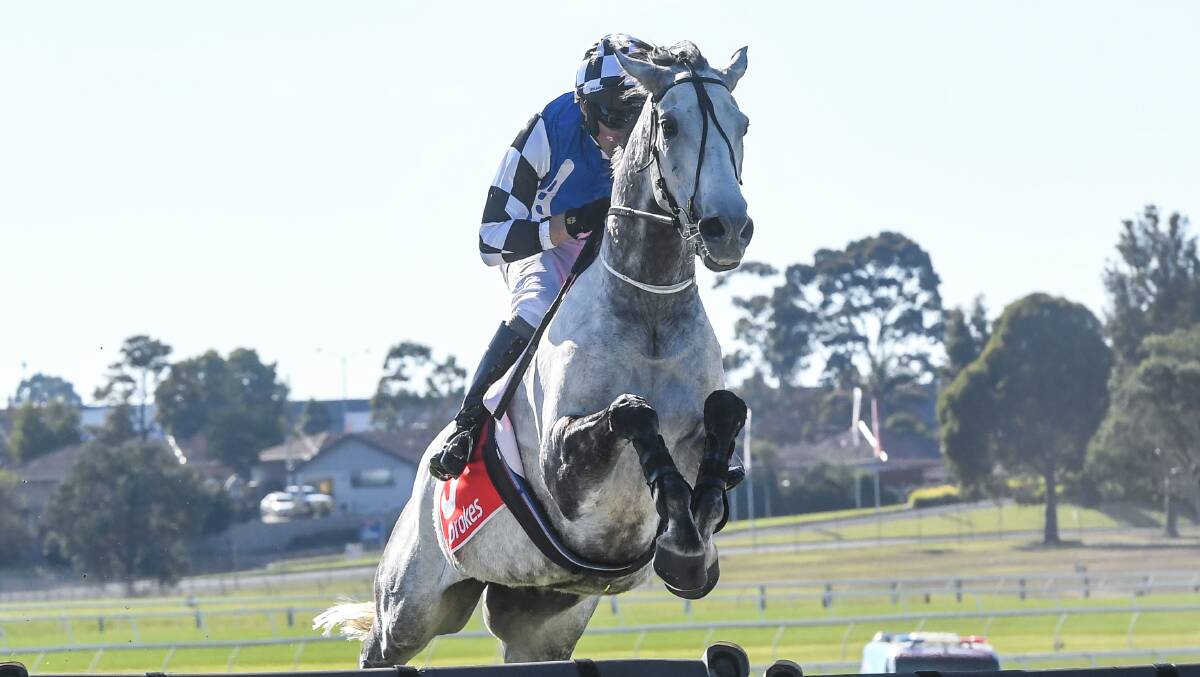 Saunter Boy has been named as Australia's top jumper. Picture by Getty Images