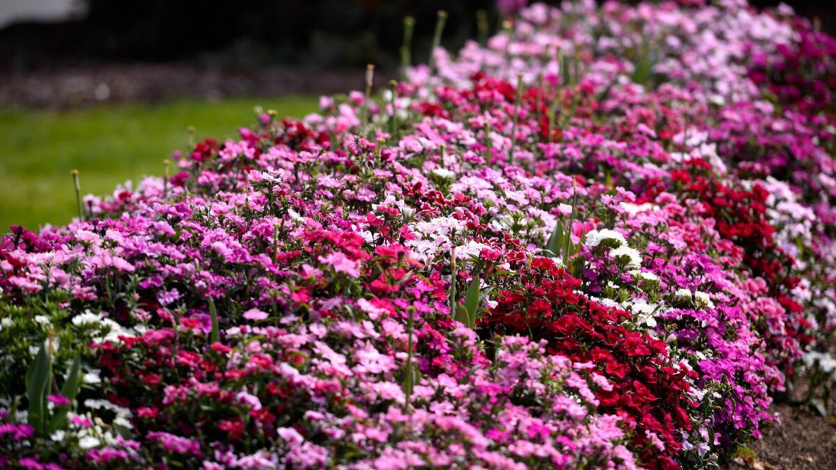 Ballarat's special gardens in full bloom during spring