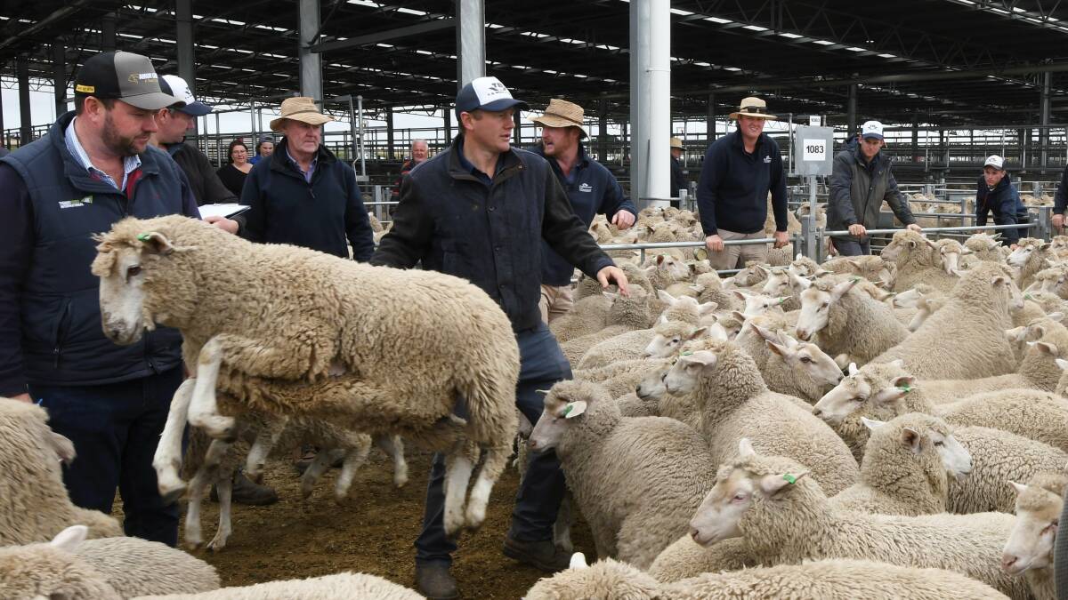 HIGH JUMP: Some of the more than 60,000 lambs and sheep which were up for sale at the Miners Rest saleyards on Tuesday. Picture: Lachlan Bence