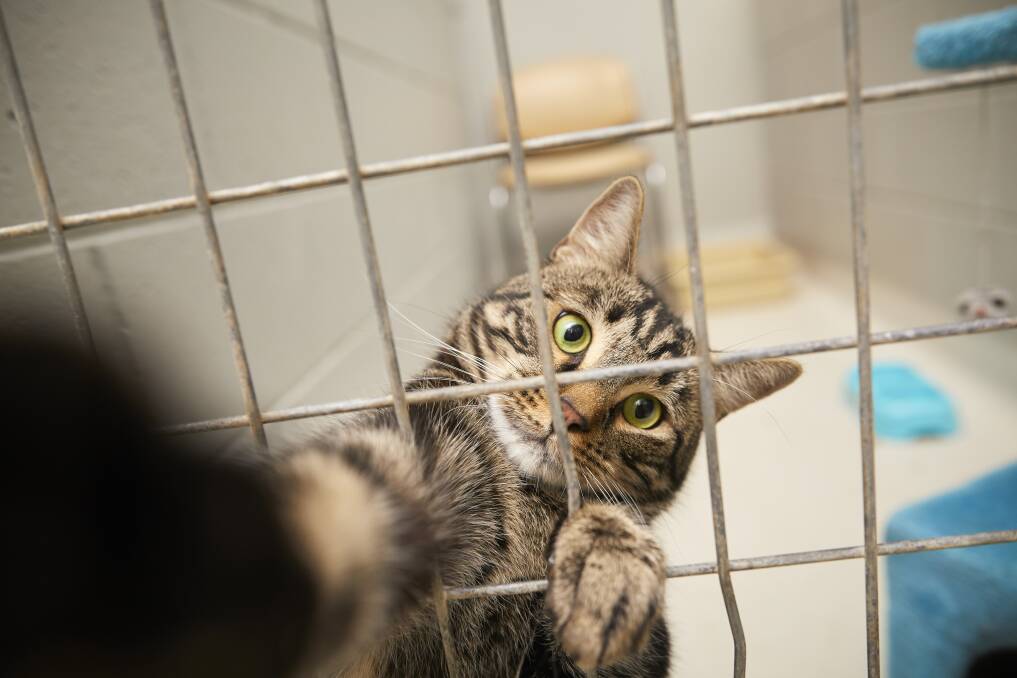 GOING HOME: Cats who were overcrowding the Ballarat Animal Shelter are finding homes with more than 140 adopted this month. Picture: Luka Kauzlaric