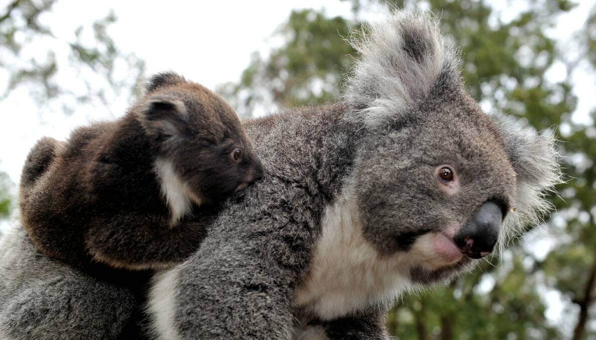 Push for more assistance for our koala population