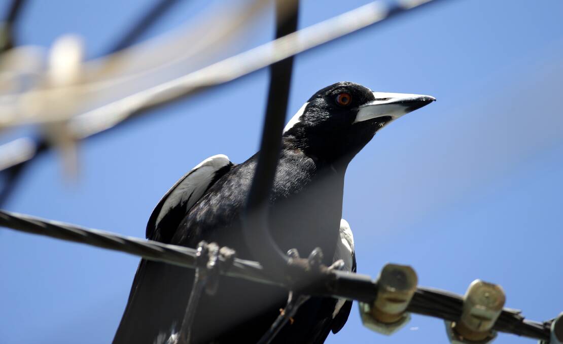 Male magpies are territorial and watch out for their young