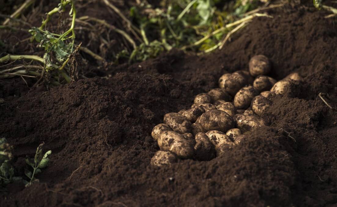 It's been a tough year for potato growers with cold weather impacting growth.