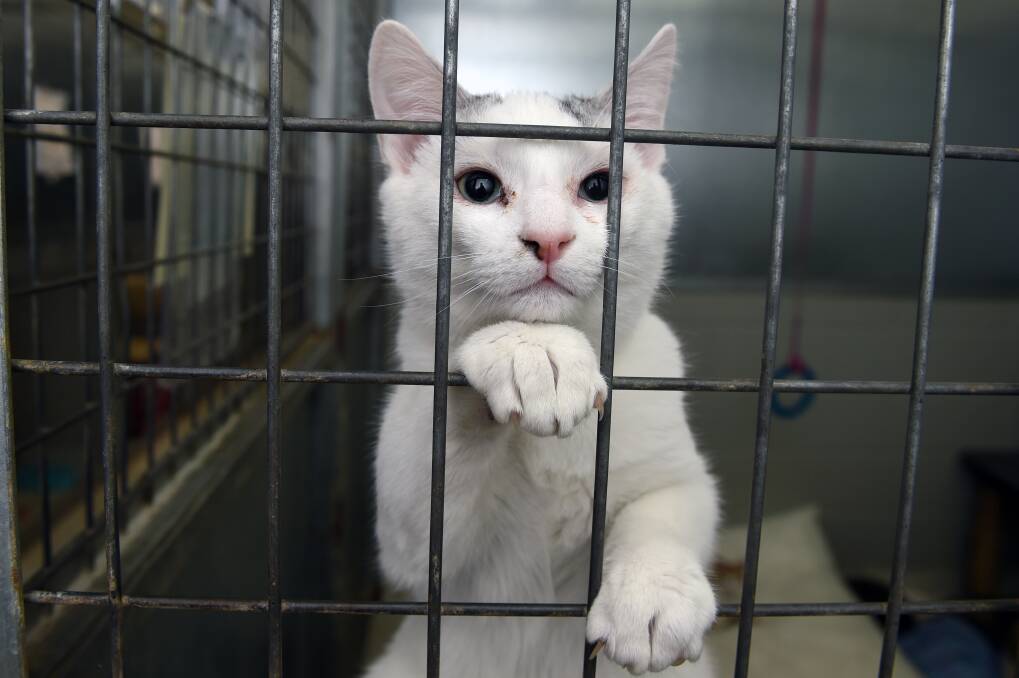 There is an influx of cats and kittens at the Ballarat Animal Shelter. 