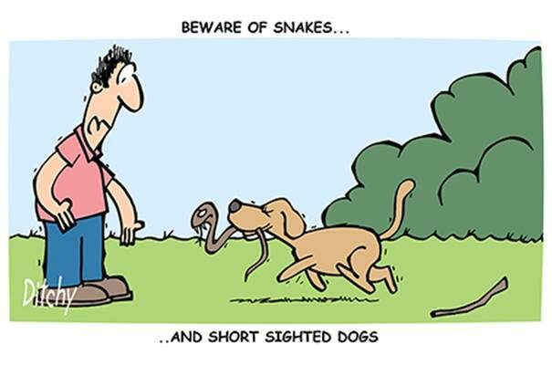 Warning as warmth wakes snakes for spring