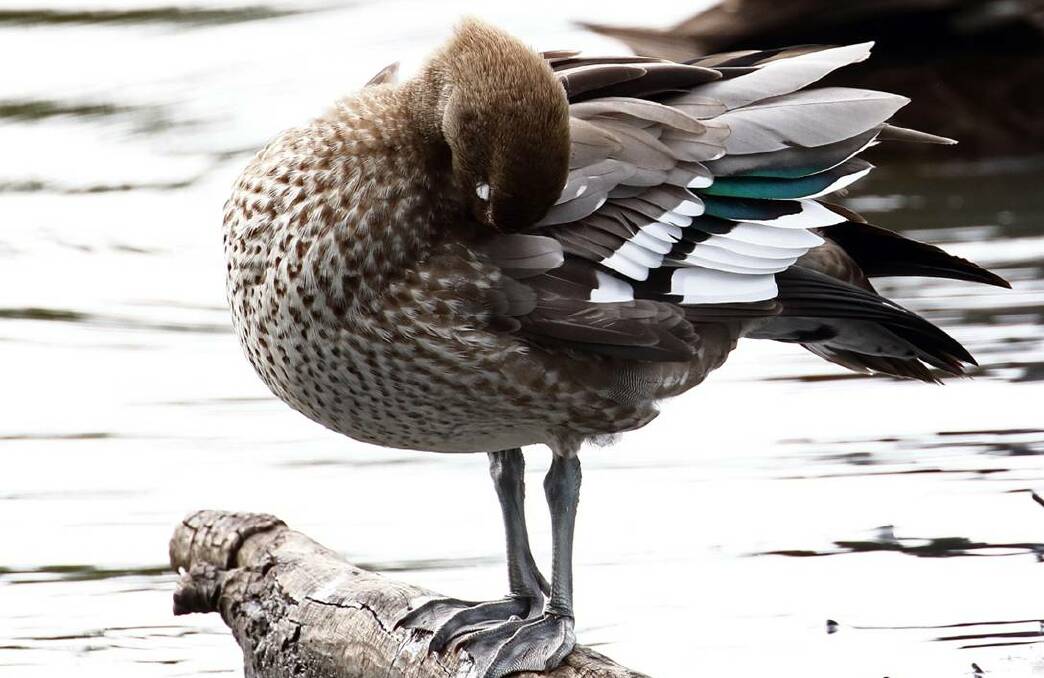 The Australian Wood Duck. Picture: Eleanor Dilley