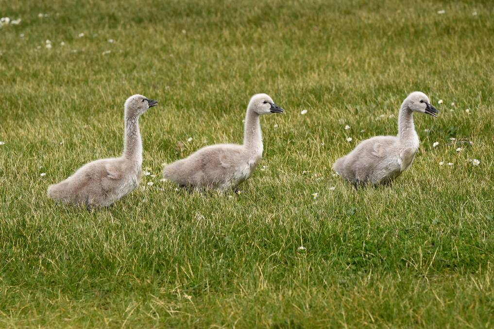 Ballarat's cygnet population is not there for you to throw things at.