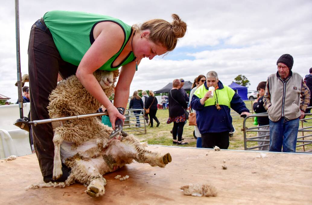 CLICK GO THE SHEARS: Shearing demonstration by shearer Brighid Ranger at the Clunes Show. Picture: Brendan McCarthy