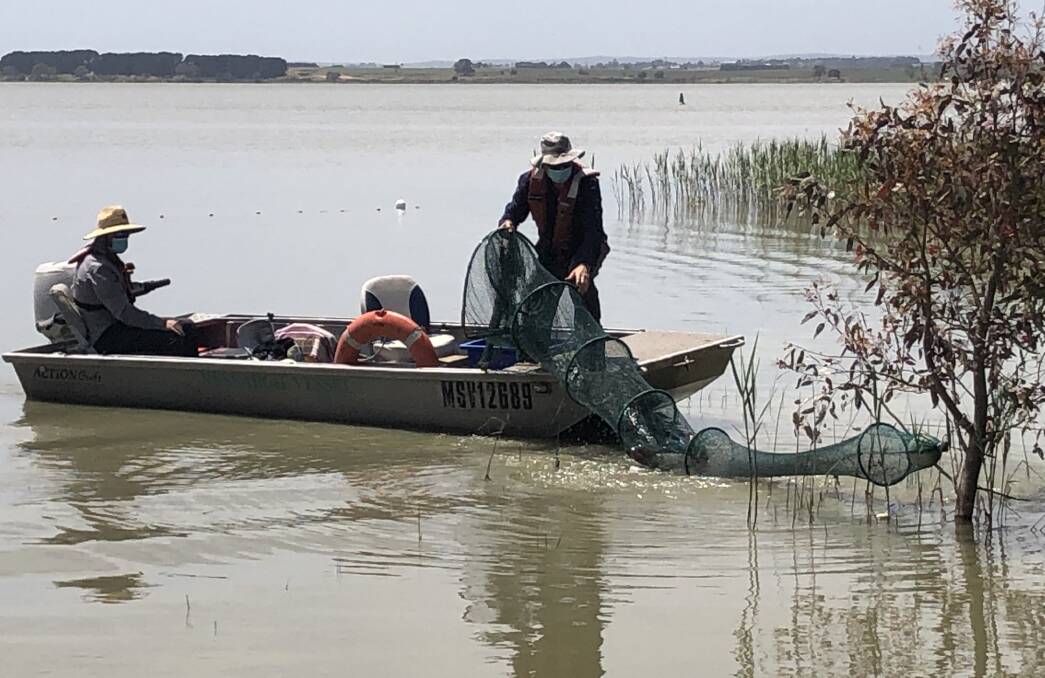 Workers check on the specially laid nets which are being used to catch carp in Lake Burrumbeet. Picture: Greg Gliddon