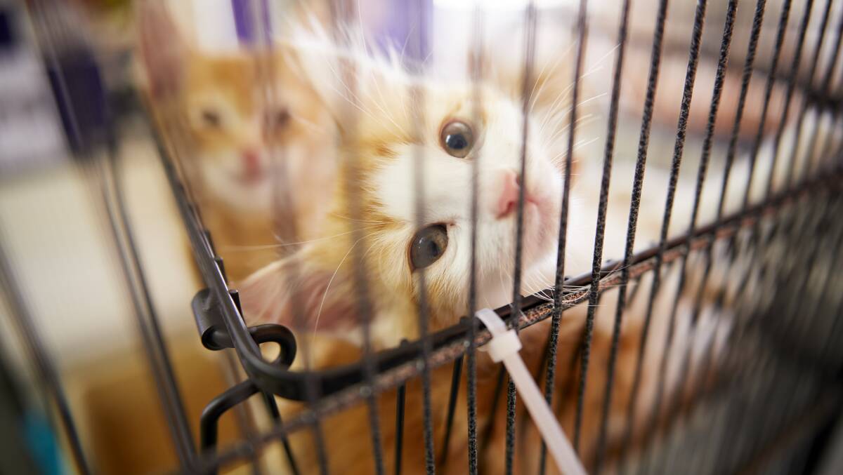 An oversupply of cats and kittens has forced the Ballarat Animal Shelter to reduce the cost of owning a pet by $80. 
