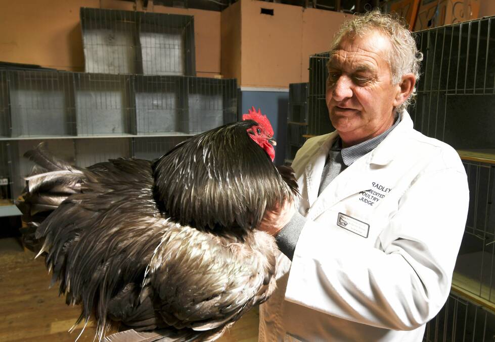 EGG-CELLENT WORK: Accredited Poultry Judge Gordon Bradley was hard at work judging 32 variety of birds at Ballarat Show. Picture: Lachlan Bence 