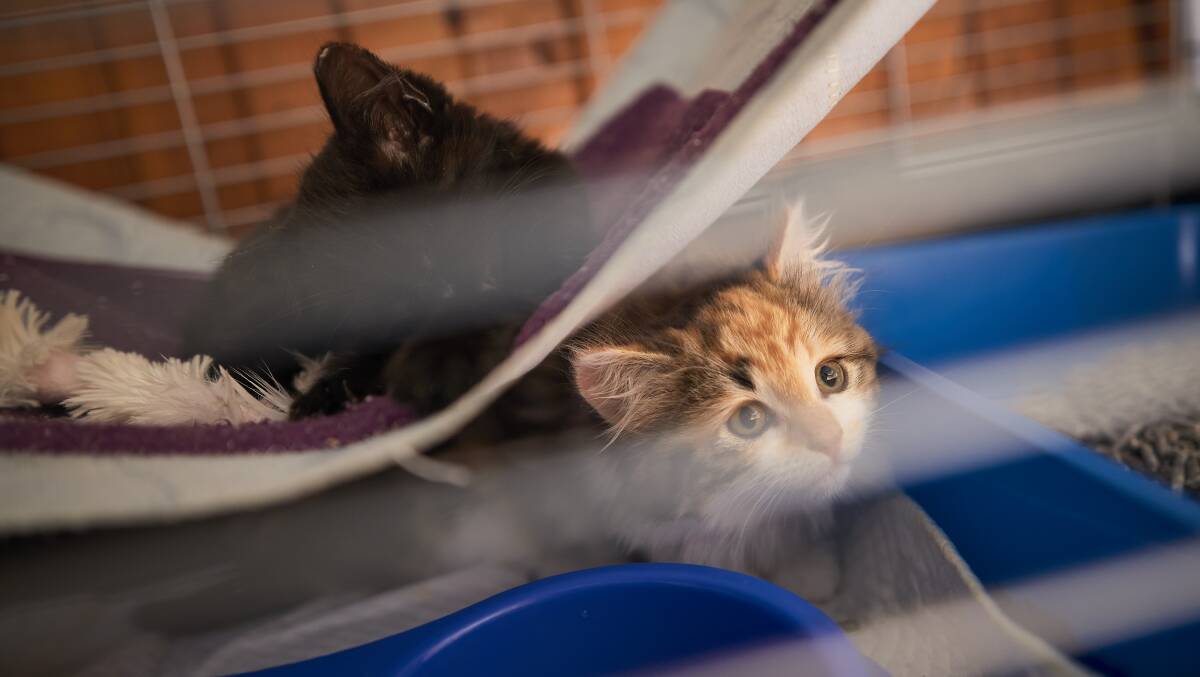 Some of the 14 cats and kittens which were found dumped at the Ballarat Airport this week. Picture: Luka Kauzlaric