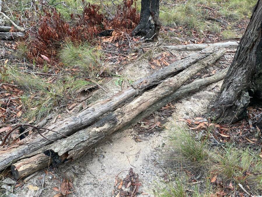 Logs strewn all over forest paths near Creswick. Picture: supplied