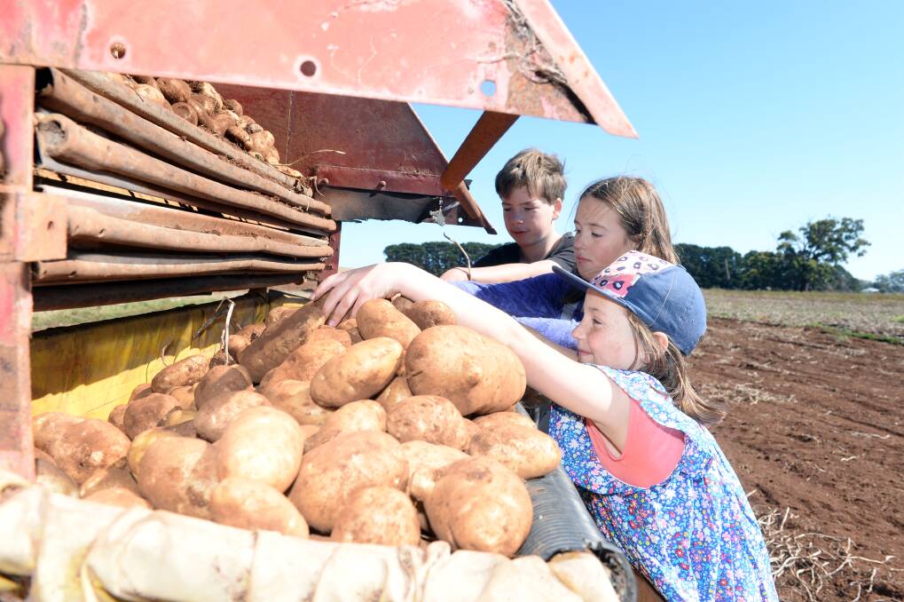 SKIN IN THE GAME: Trentham Spud Fest is pushing on with its plan for 2021 after last year's cancelations. But organisers know it could be called off again if people across the state test positive in the next few months.