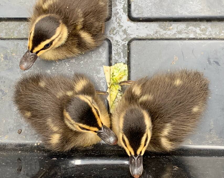 The ducklings that were rescued from a drain near Lake Wendouree. Picture: David Berry
