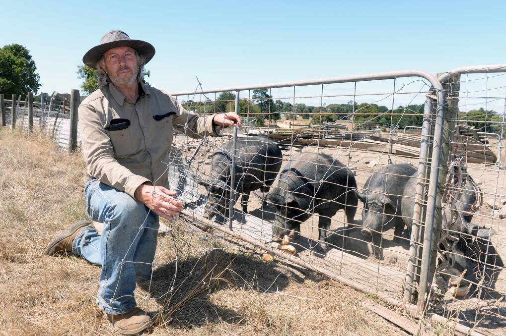 John Murphy with all that is left of his family of pigs after seven were stolen earlier this week from his Smythesdale farm. Picture: Kate Healy