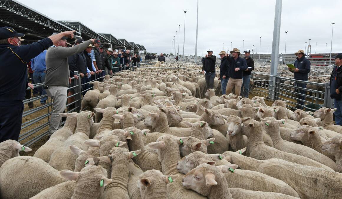Some of the more than 60,000 stock of lambs and sheep that were for sale at Miners Rest on Tuesday. Picture: Lachlan Bence