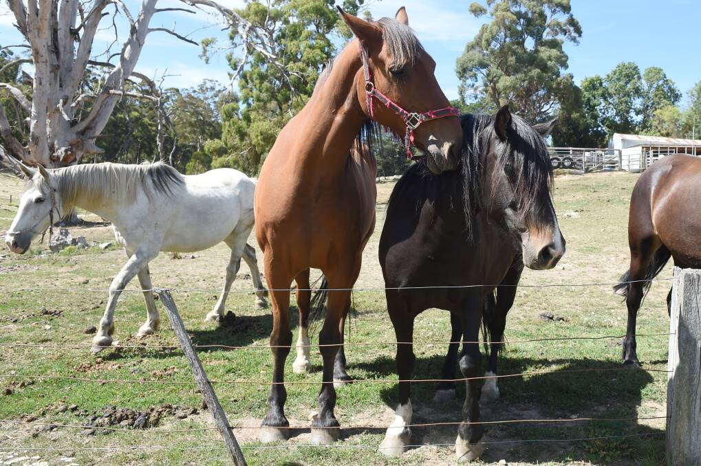GENTLE GIANT: Horses are matched with riders. Photo: Kate Healy