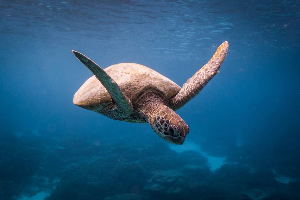 GRACE: A green sea turtle. Credit: Bluebottle Films