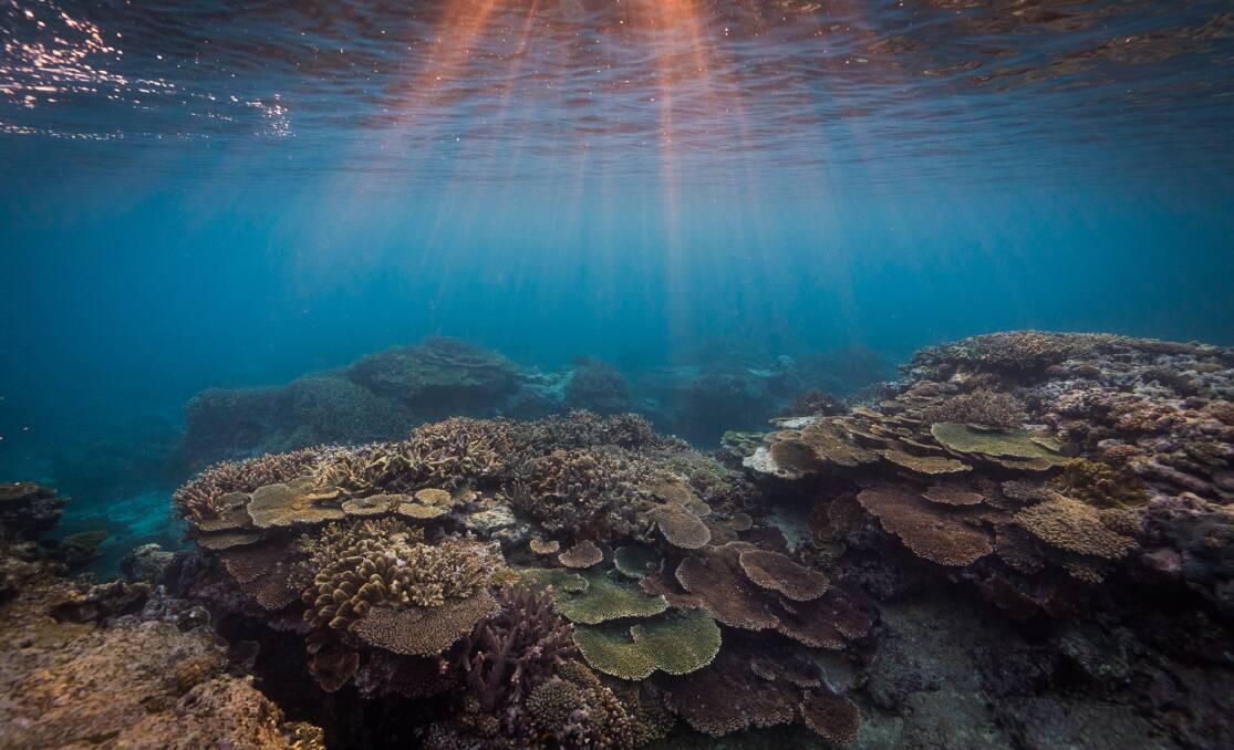 BEAUTY: The Great Barrier Reef. Photo: James Sherwood, Bluebottle Films