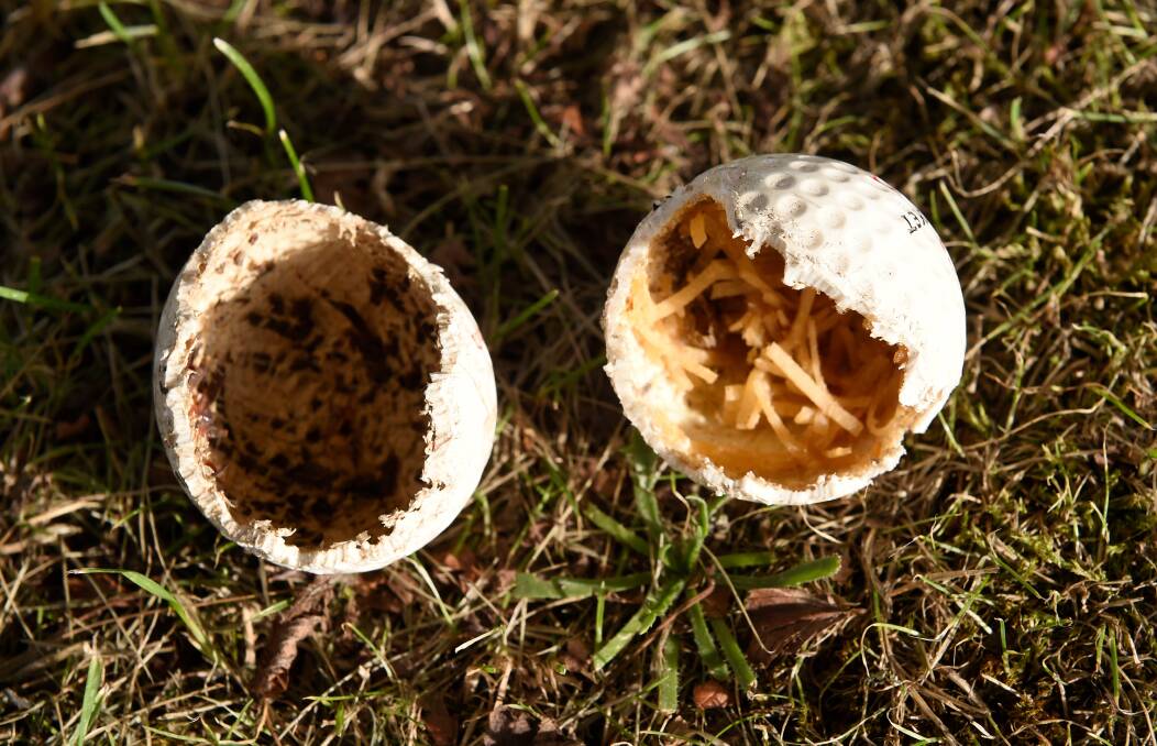 A mouse chewed through these golf balls.
