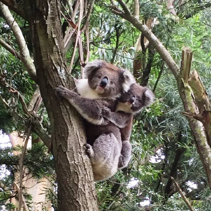 Community concern as koala habitat under threat