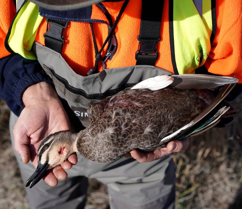 A rescuer with an injured duck, that was later euthanised due to its injuries. Photos: Animals Australia