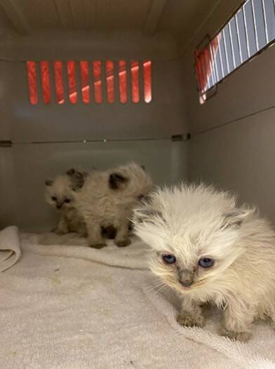 IN CARE: Some of the kittens seized in Ballarat on Friday. Photo: RSPCA