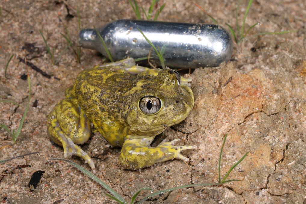 FIND: A wildlife photographer found this cartridge while looking for frogs in north west Victoria. Photo: Nick Gale