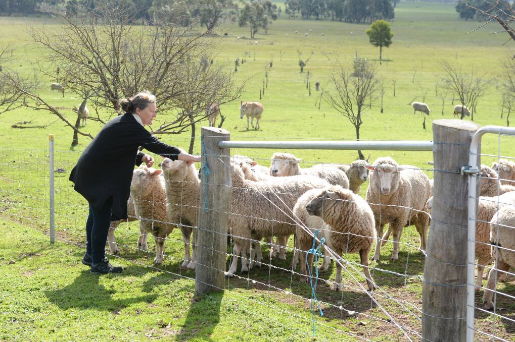 LOVED: Each sheep has a name and lives out a happy life at the property. Photo: Kate Healy