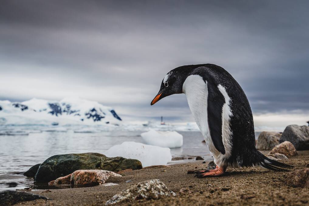 INSPIRING THOUGHT: A penguin in Antarctica. Credit: Bluebottle Films