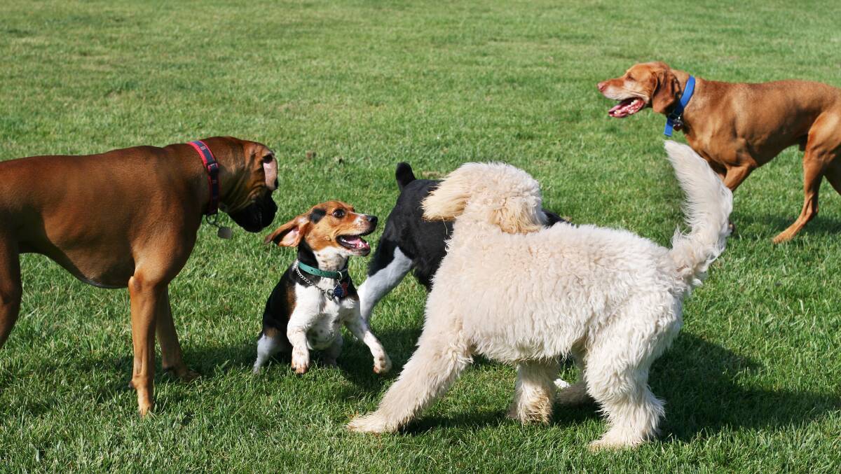 New dog parks form part of the strategy