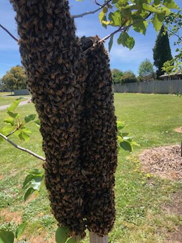 SWARM: This colony was found at Forest Street Primary School this week. Photo: Supplied