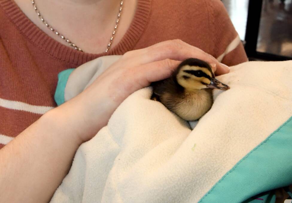 SAFE: One of the ducklings is bundled up after being rescued. Photo: Lachlan Bence