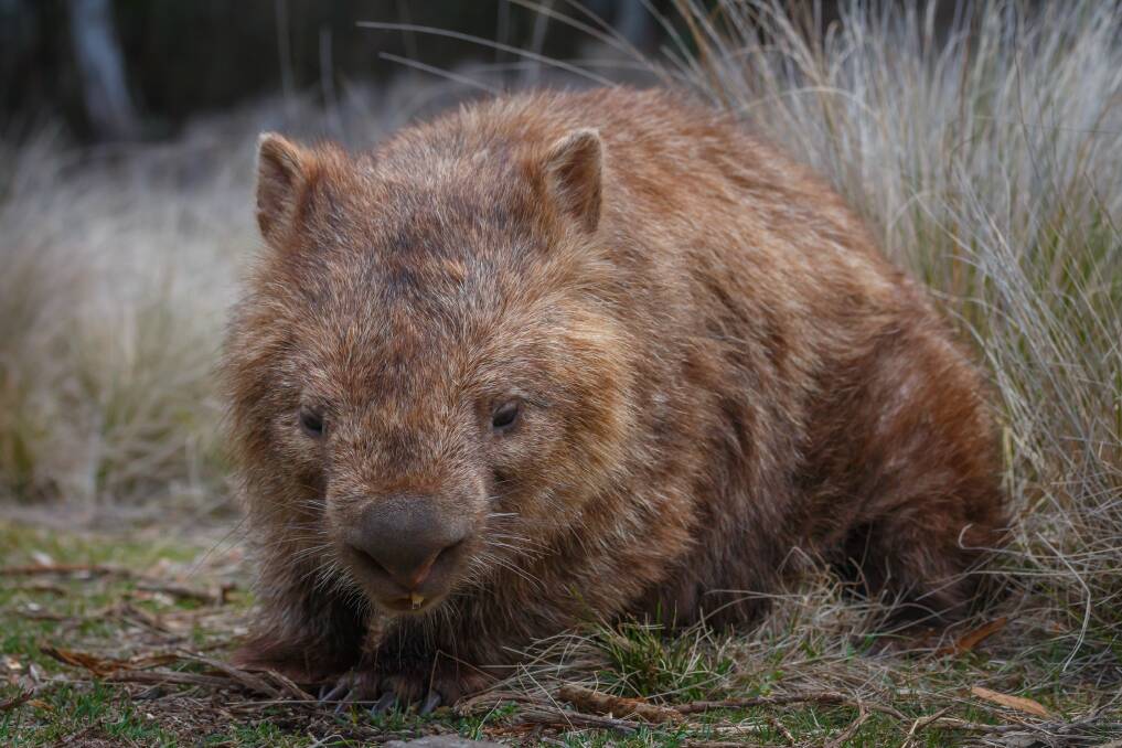 WILD: Not a lot of data exists around wombats, making it difficult to determine how to treat mange. Photo: Jules Farquhar
