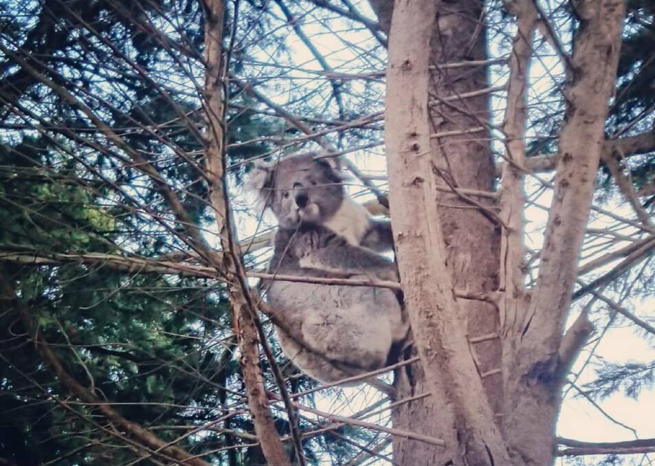 A koala in a residential street just off Cartons Road earlier this year.