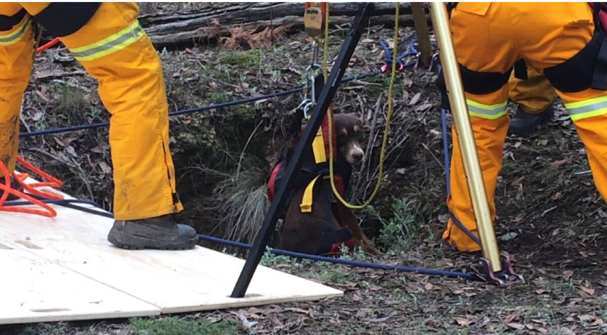 HOISTED UP: Boofa was rescued from a four metre deep mine shaft in Dereel.