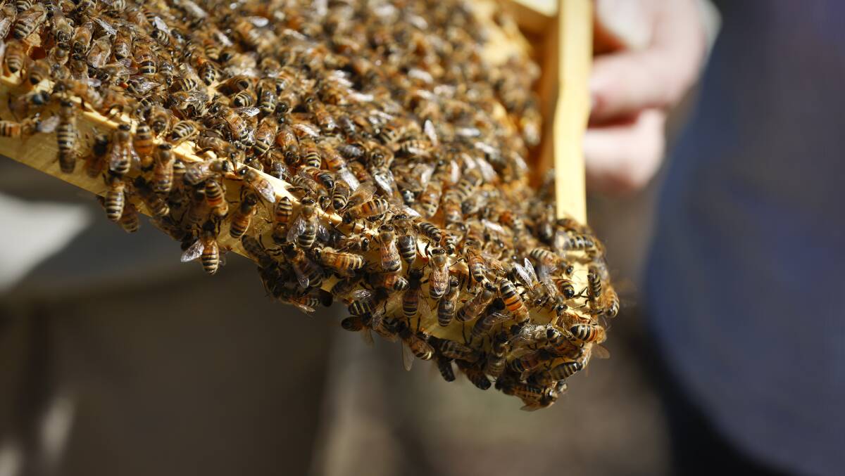 Wet spring and lots of flowers sees busy bees swarm region
