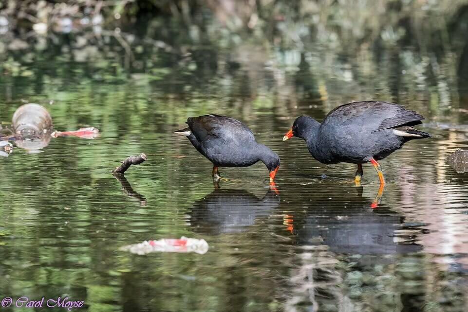 Dusky Moorhens at the North Gardens near Gregory Street, surrounded by rubbish. Photo: Carol Moyse